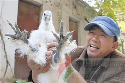 六趾乌骨鸡